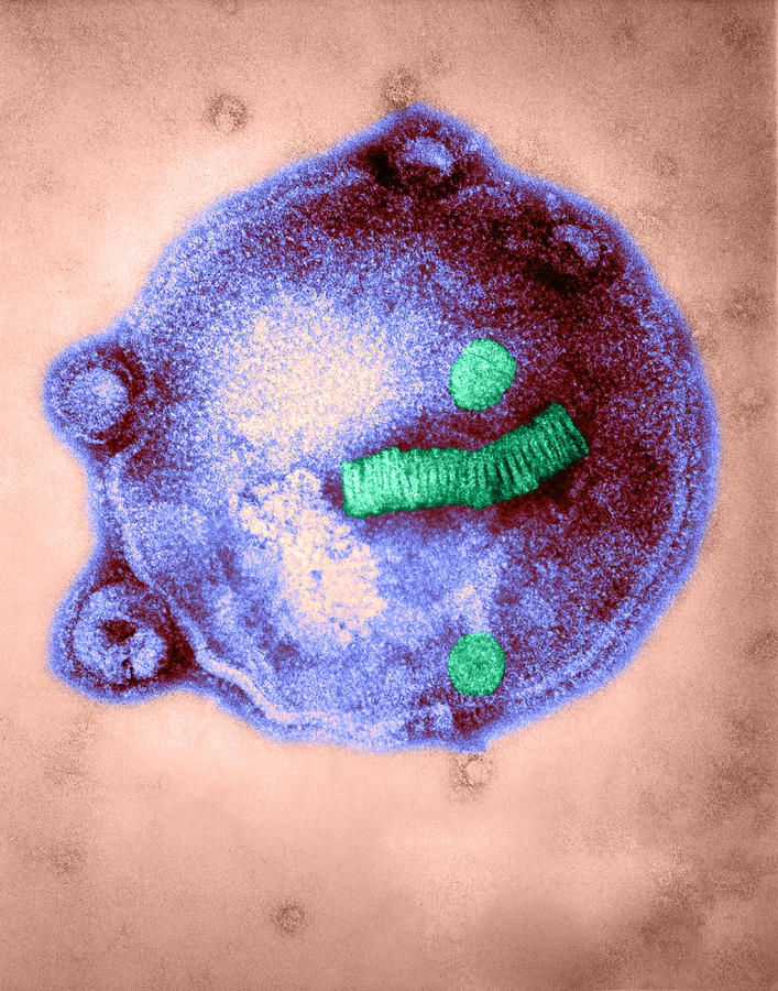 Influenza Ahong Kong, Tem Photograph by Joseph F. Gennaro Jr.