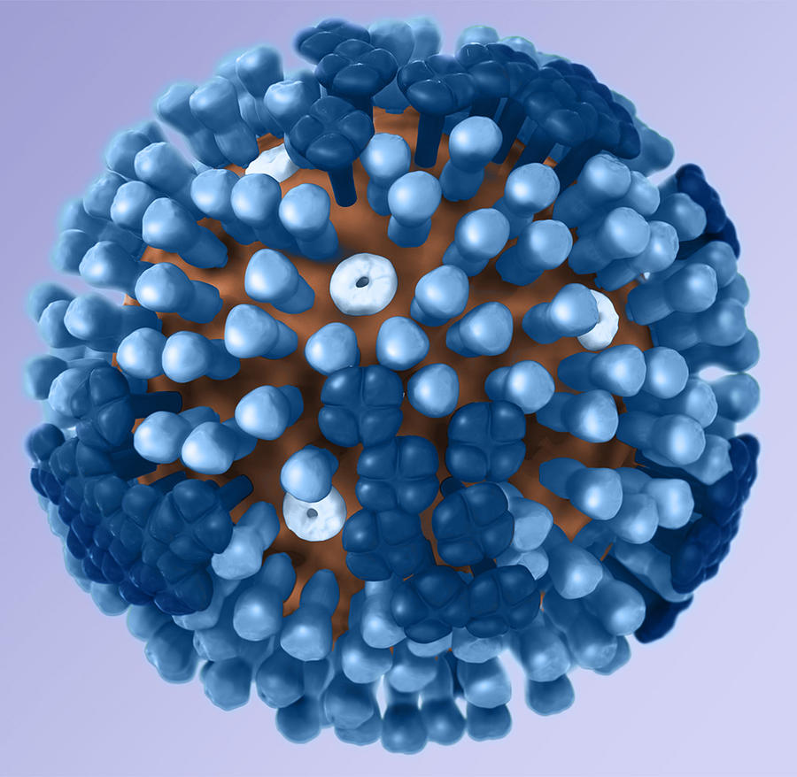 Influenza Virus, 3d Model Photograph by Science Source