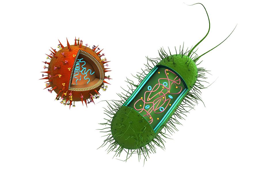 Bacilli Photograph - Influenza Virus And Bacterium by Gunilla Elam/science Photo Library