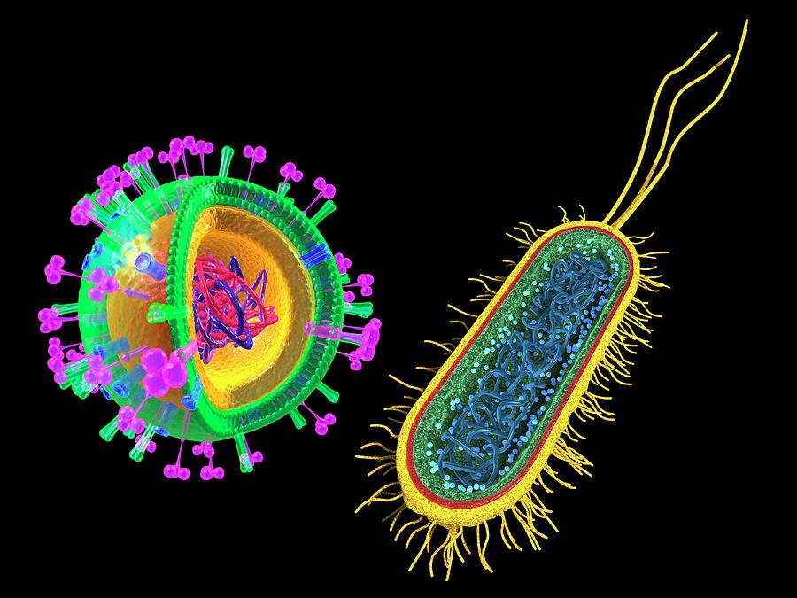 3d Photograph - Influenza Virus And E.coli Bacterium by Alfred Pasieka/science Photo Library