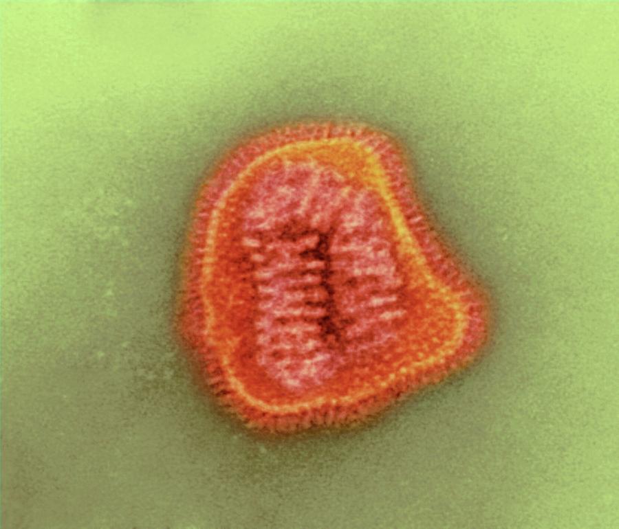 Influenza Virus Particle Photograph by Ami Images