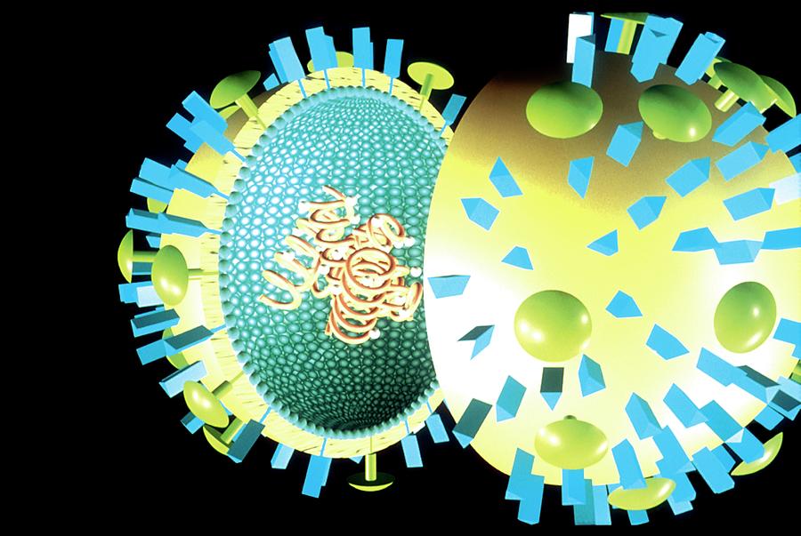 Influenza Virus Particle Photograph by Thierry Berrod, Mona Lisa Production/ Science Photo Library