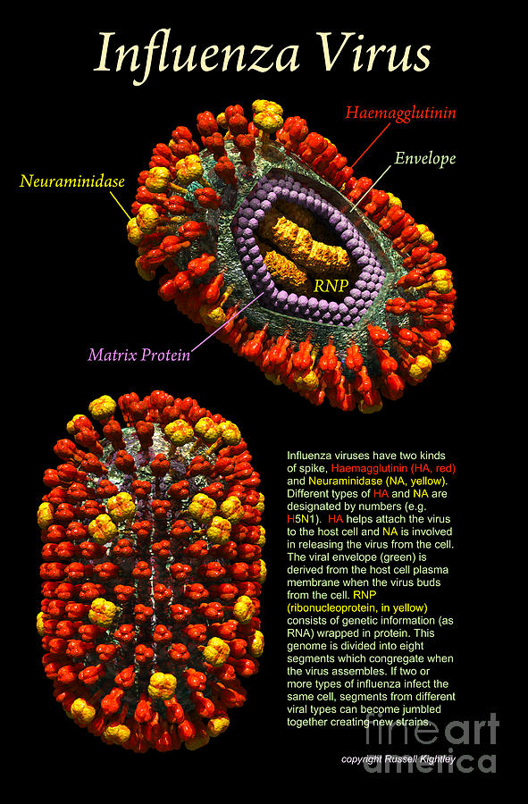 Influenza Virus Poster Black Digital Art by Russell Kightley