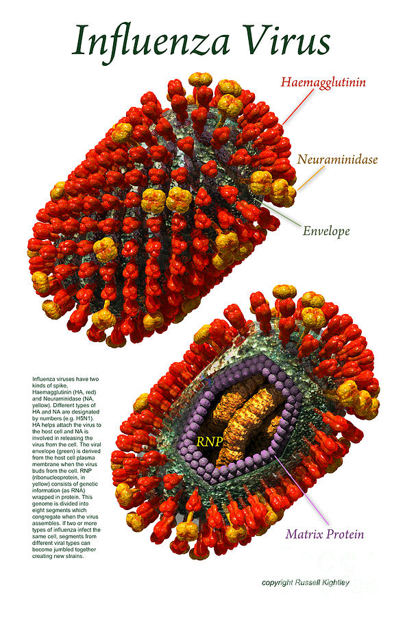 Influenza Virus Poster White Digital Art by Russell Kightley