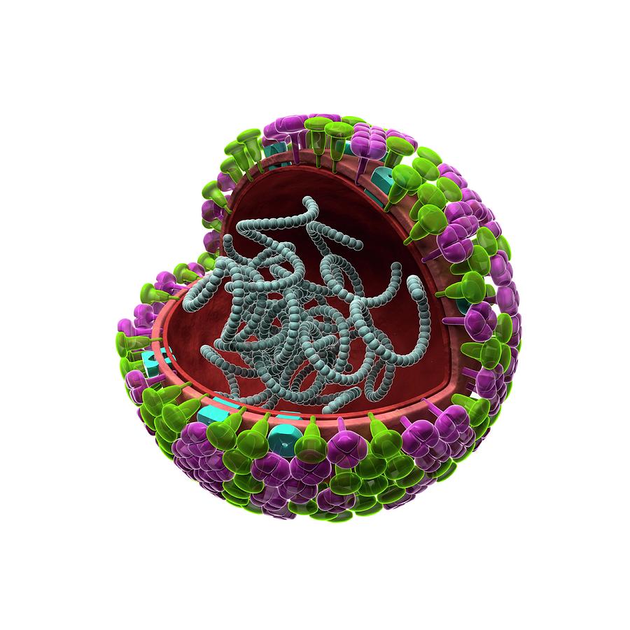 Influenza Virus Structure Photograph by Harvinder Singh