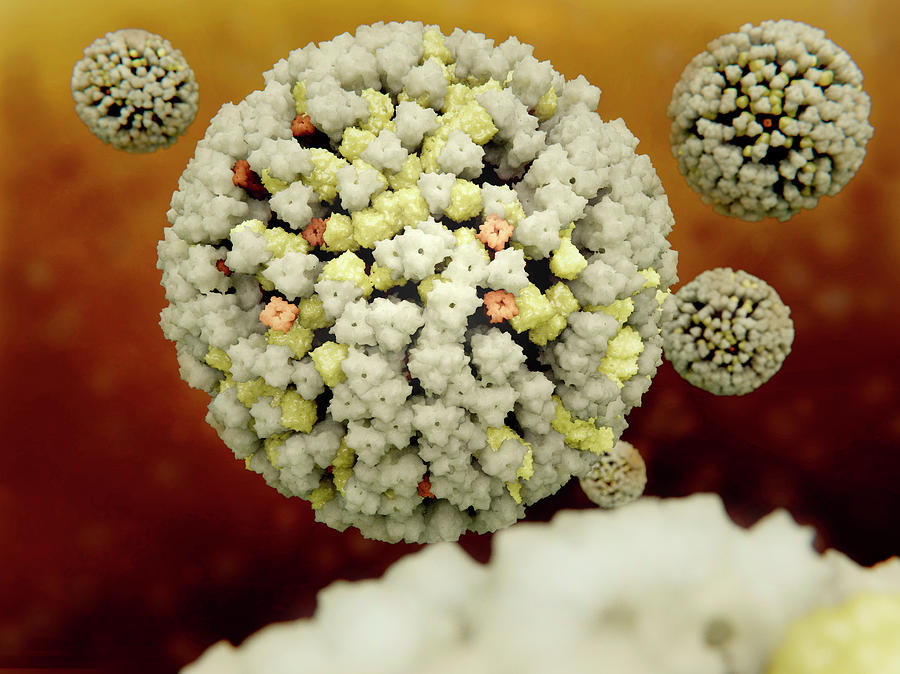 Influenza Viruses, Illustration Photograph by Juan Gaertner
