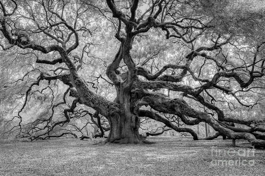 Infrared Angel Oak Photograph by Dale Powell