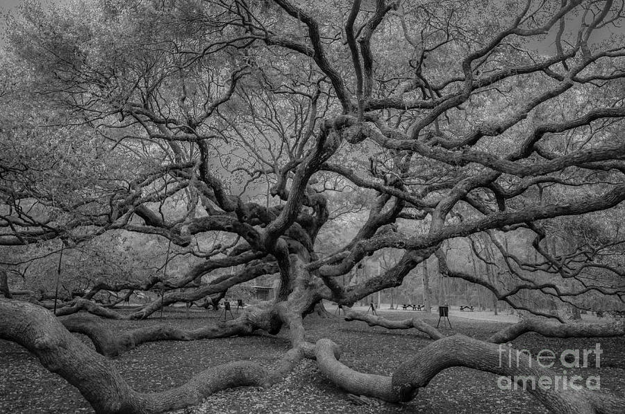 Infrared Angel Oak Tree Photograph by Dale Powell