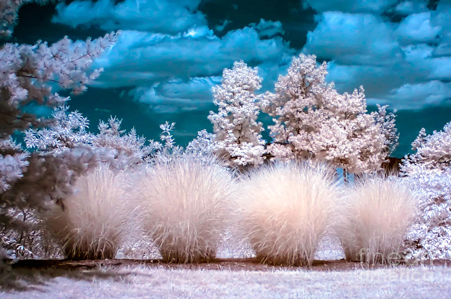 Infrared Bushes Photograph by Anthony Sacco