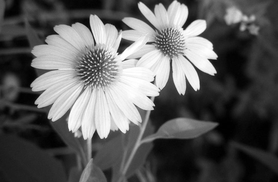 Infrared - Coneflower 01 Photograph by Pamela Critchlow