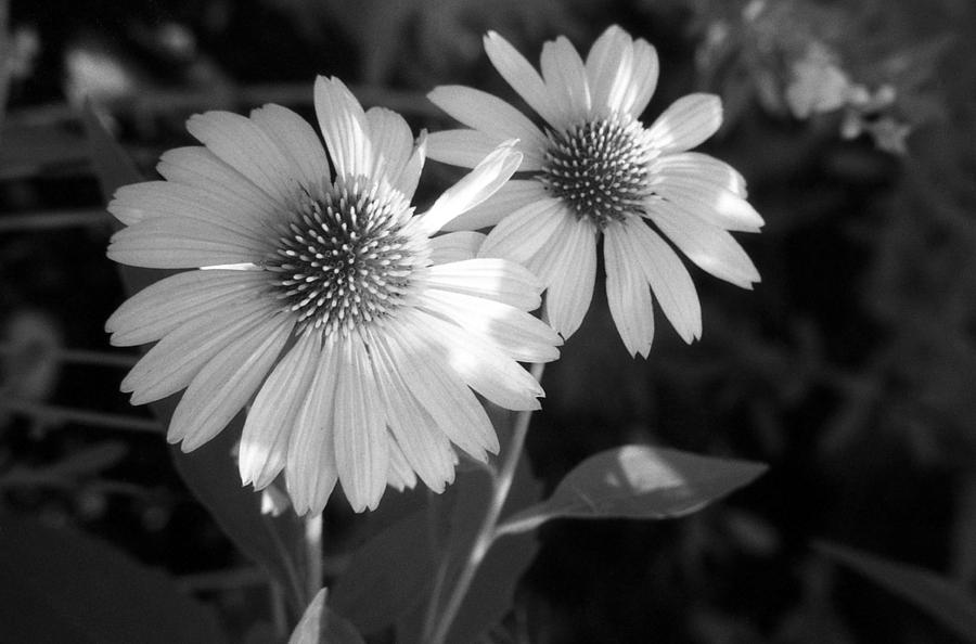 Infrared - Coneflower 02 Photograph by Pamela Critchlow