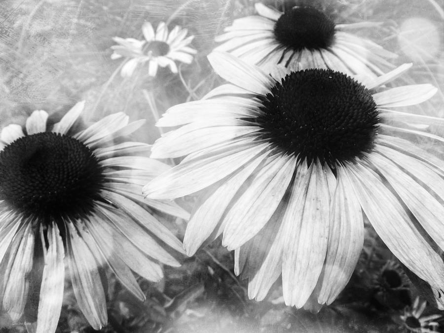 Infrared Coneflowers Photograph by Shawna Rowe