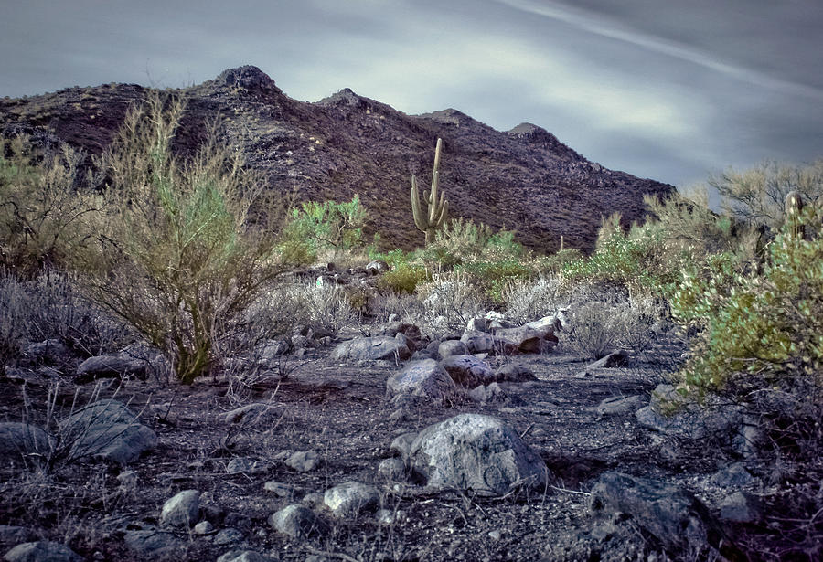 Infrared Desert Photograph by Jim Painter