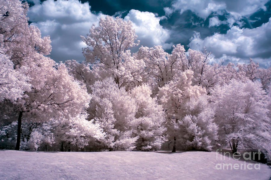 Infrared Dreams Photograph by Anthony Sacco
