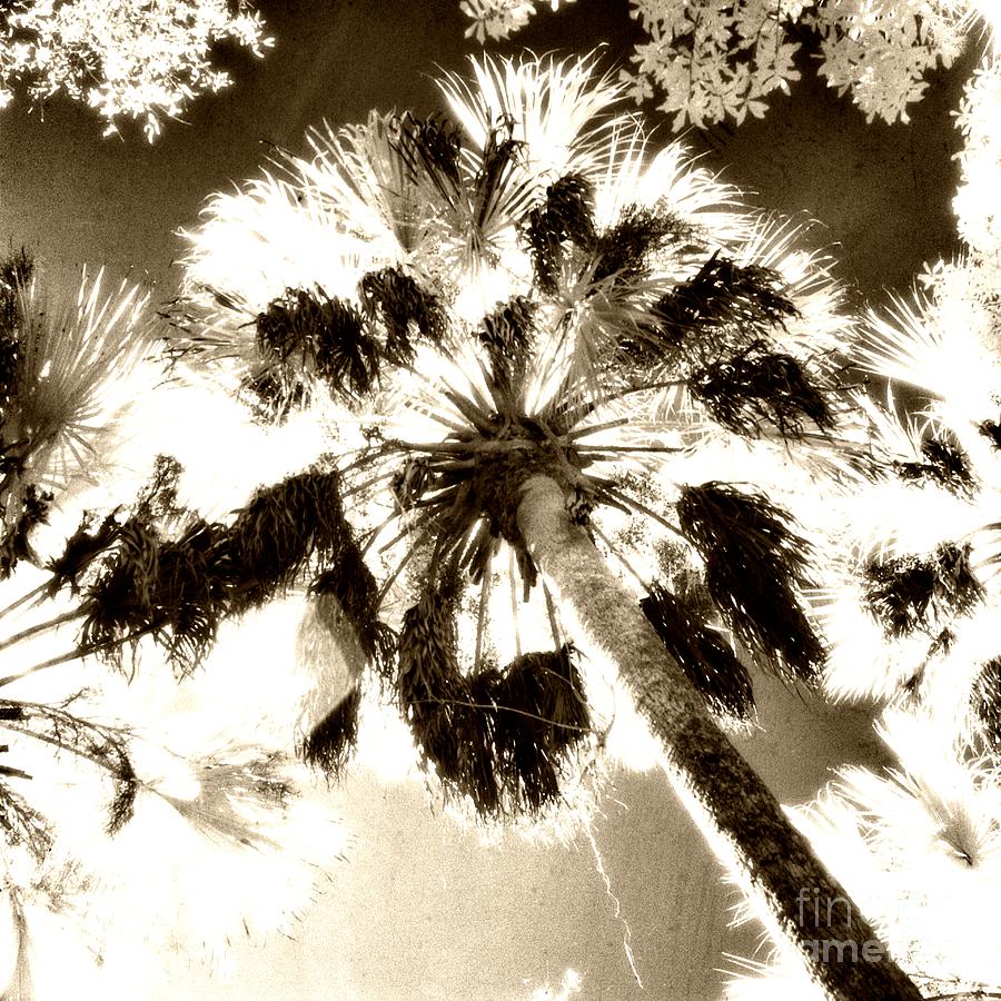 Infrared Film Photo of Palms 2 Photograph by John Harmon