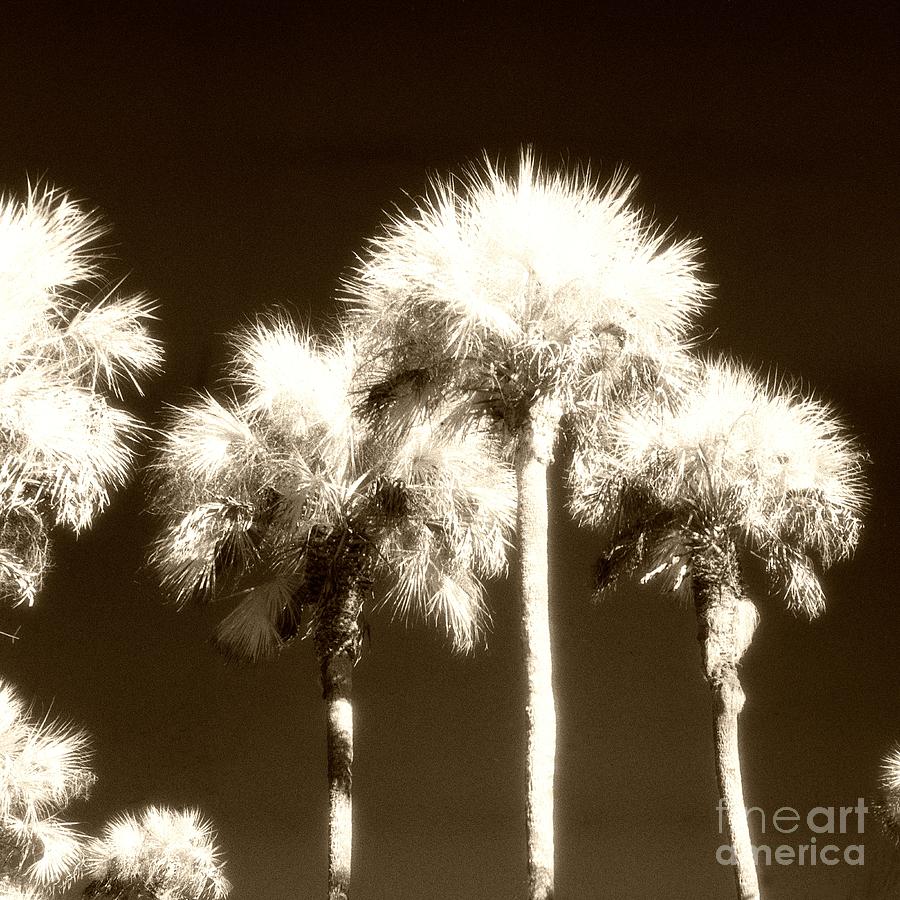 Infrared Film Photo of Palms Photograph by John Harmon