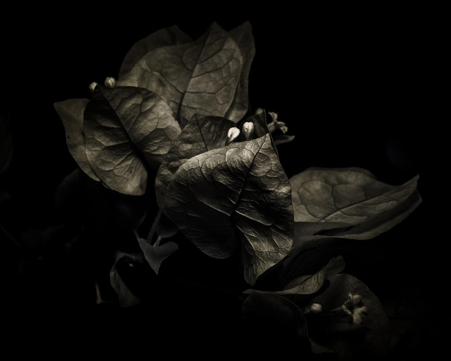 Darkness Photograph - Infrared Glabra by Mario Morales Rubi