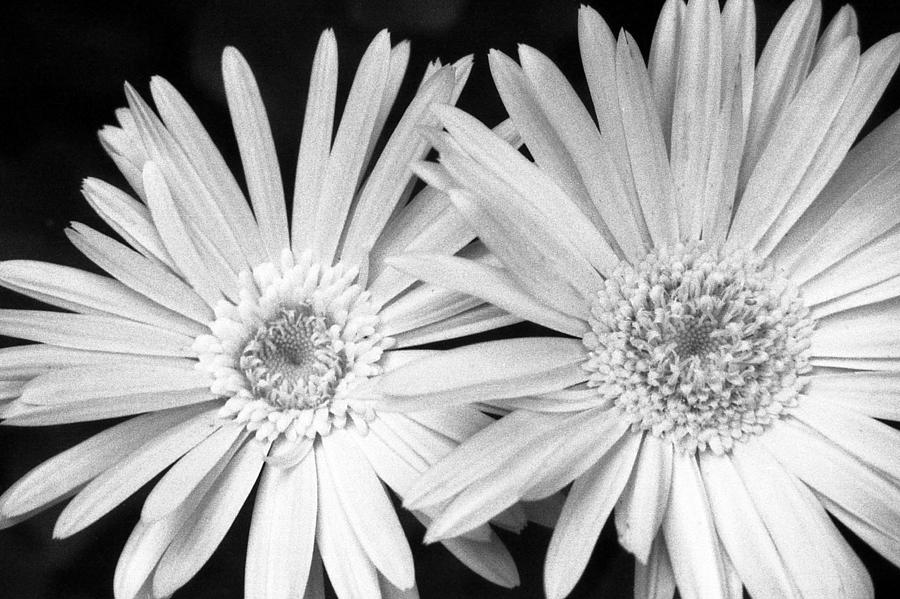 Infrared - Gerber Daisies Photograph by Pamela Critchlow