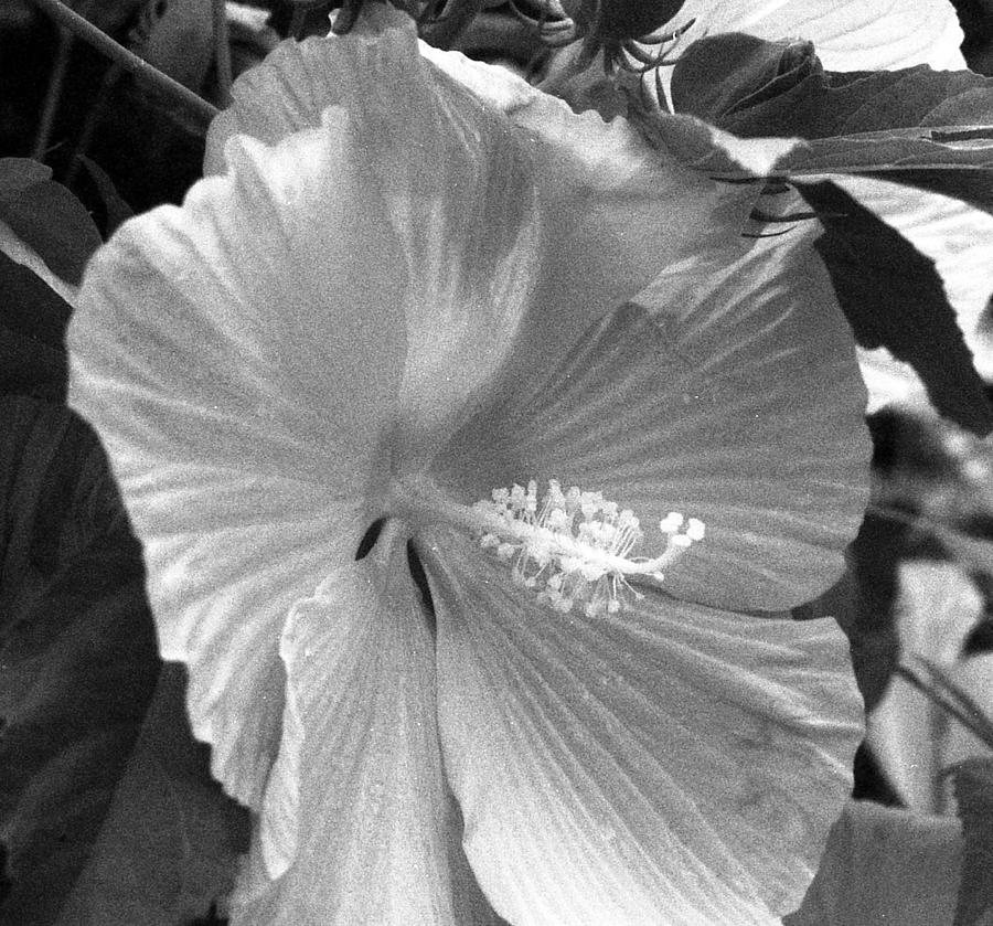 Infrared - Hibiscus 01 Photograph by Pamela Critchlow