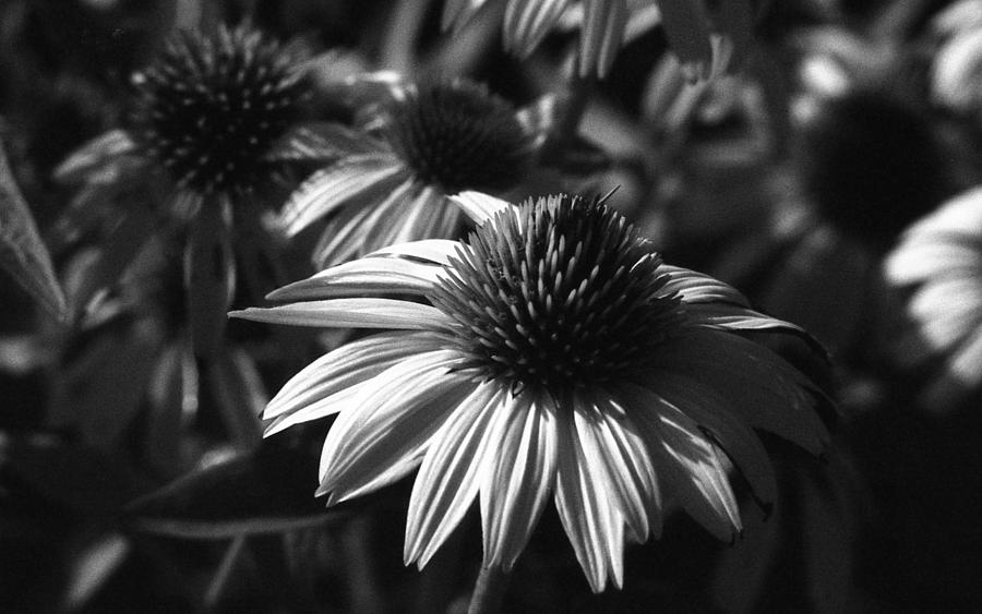 Infrared - Lucky Star Photograph by Pamela Critchlow