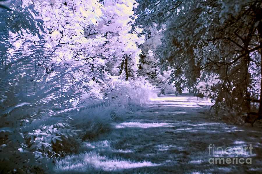 Infrared Morning Photograph by Anthony Sacco