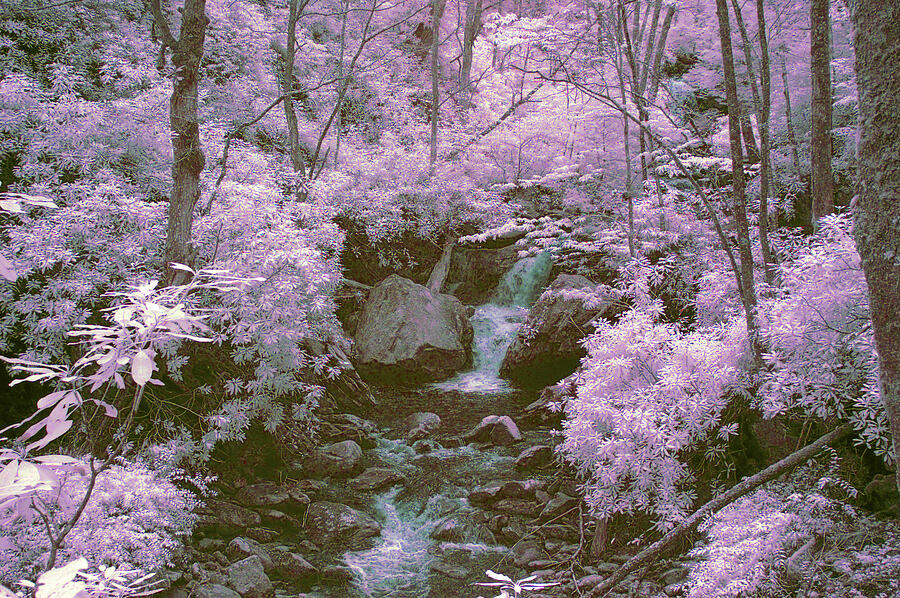 Tree Photograph - Infrared mountain stream by Paul W Faust -  Impressions of Light