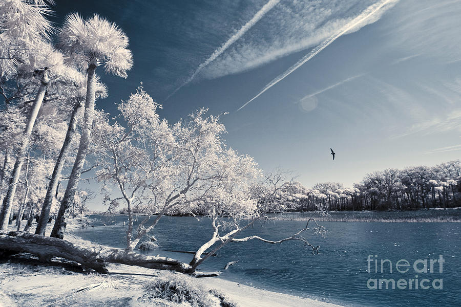 Nature Photograph - Infrared Of Beach And Palms by John Wollwerth