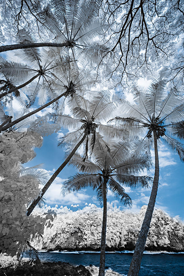 Infrared Palm Trees on the Coast Photograph by Jason Chu