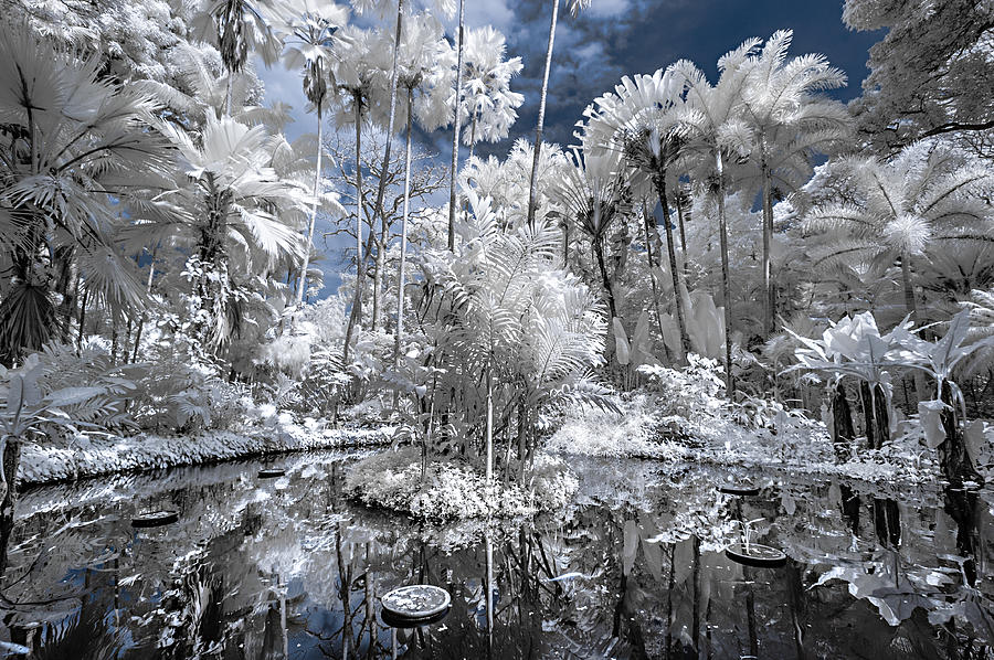 Infrared Pond and Reflections 1 Photograph by Jason Chu