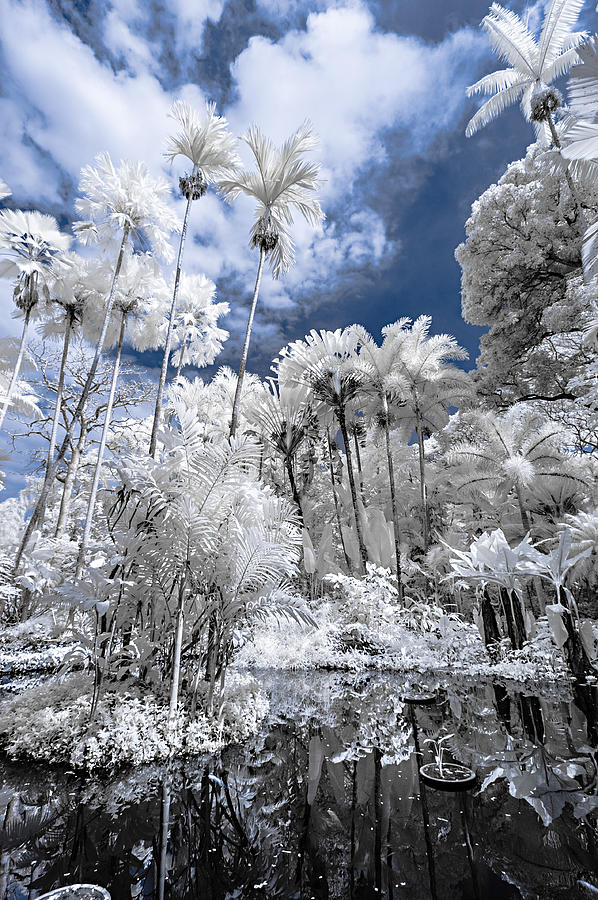 Infrared Pond and Reflections 2 Photograph by Jason Chu