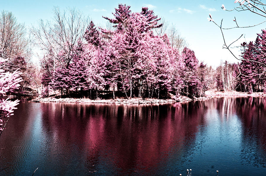 Infrared Reflection Photograph by Isaac Moscovich - Fine Art America