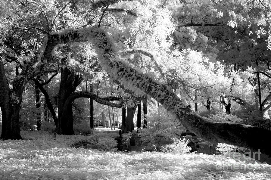 Infrared Surreal Gothic South Carolina Trees Landscape Photograph by Kathy Fornal