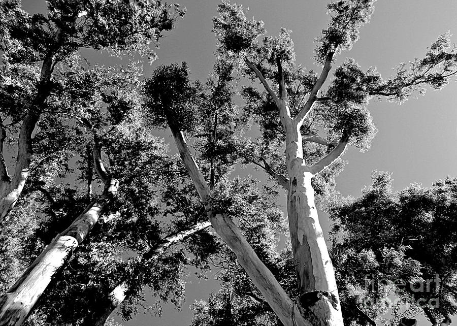 Infrared Tree Photograph by Clare Bevan