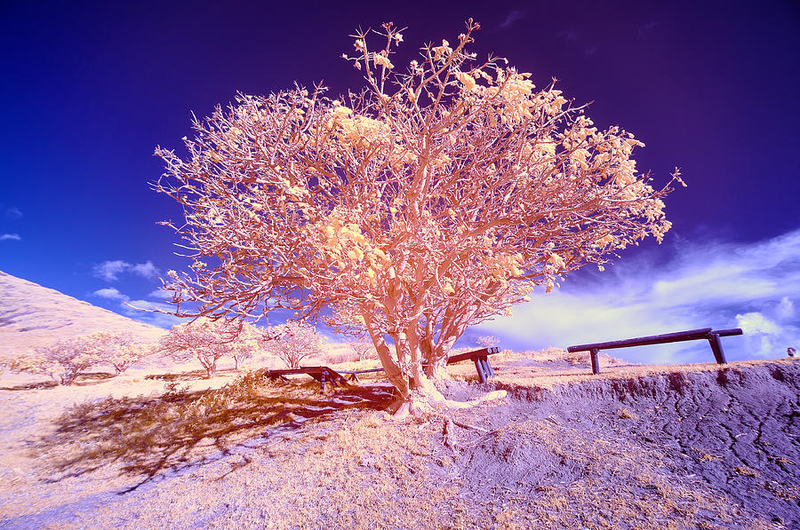 Infrared Tree Photograph
