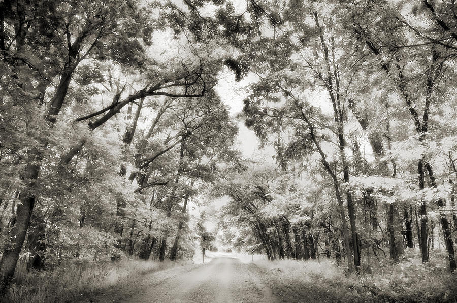 Infrared Tree Tunnel Photograph by Eric Benjamin