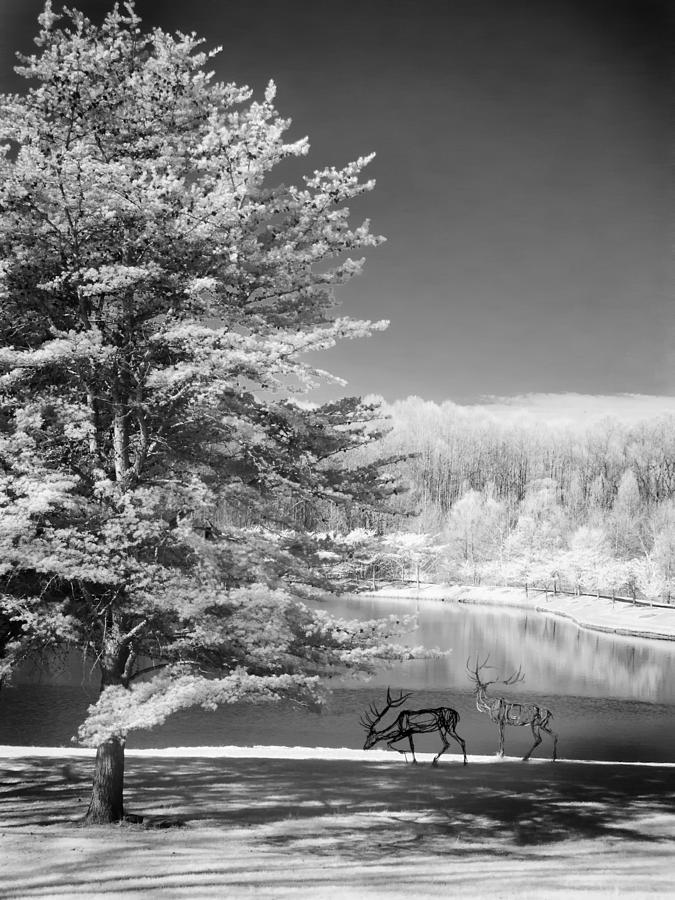 Infrared trees and deer Photograph by Jack Nevitt