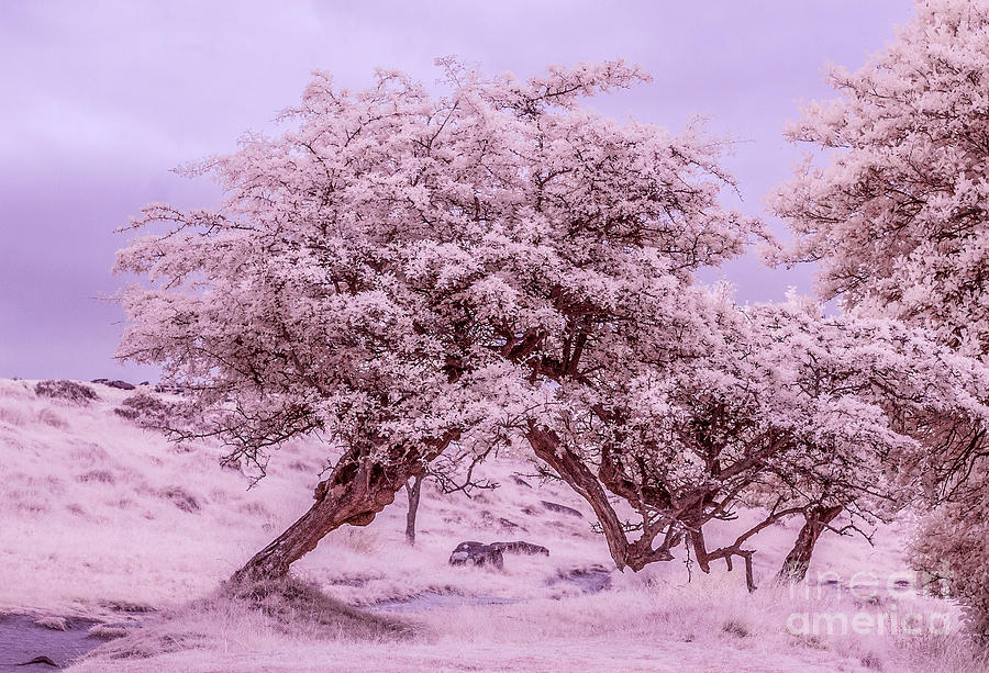 Nature Photograph - Infrared Trees in the Peak District by Chris Blake