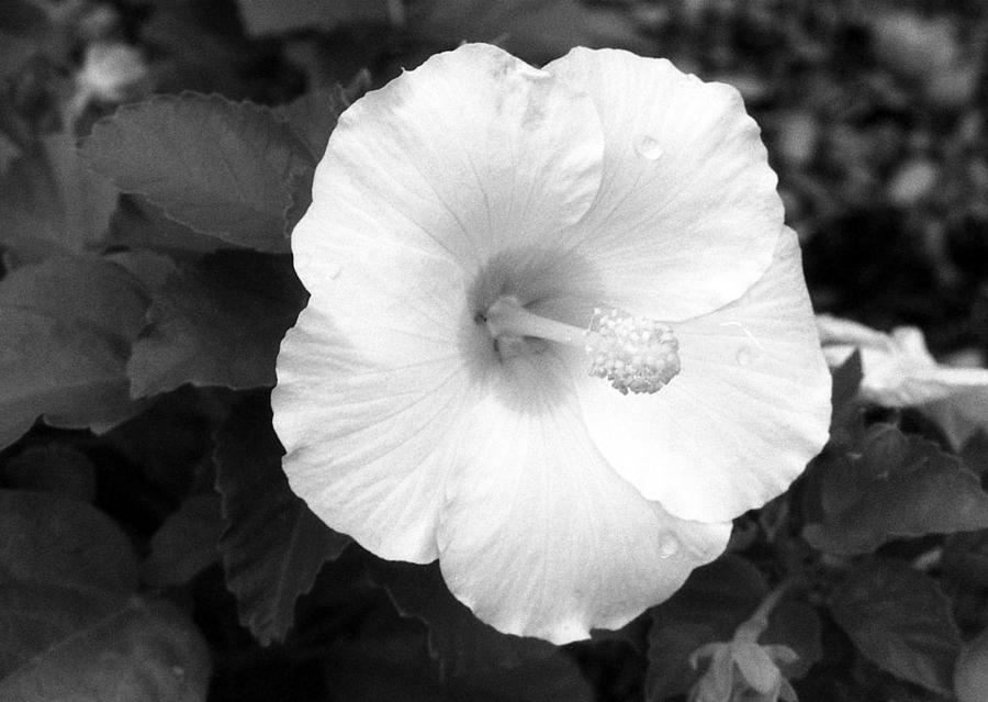Infrared - Tropical Hibiscus 01 Photograph by Pamela Critchlow