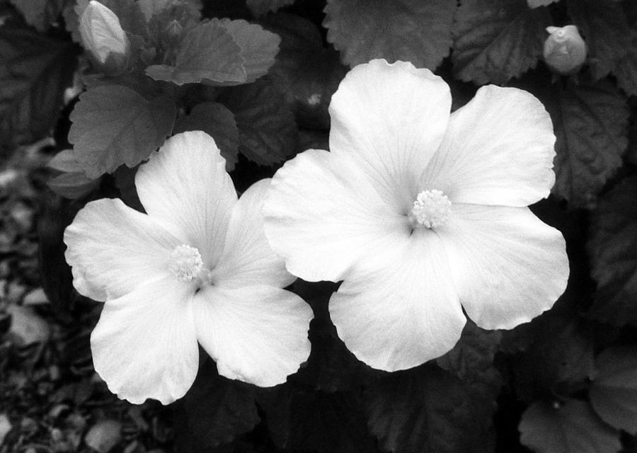 Infrared - Tropical Hibiscus 02 Photograph by Pamela Critchlow