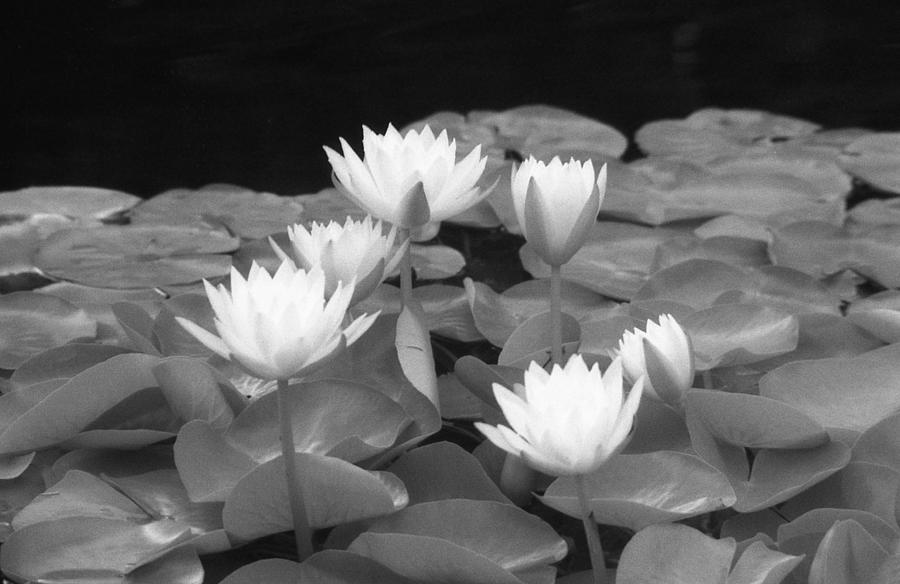 Infrared - Water Lilies 01 Photograph by Pamela Critchlow