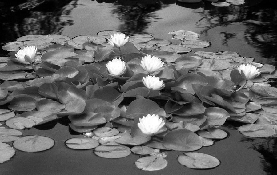 Infrared - Water Lilies 02 Photograph by Pamela Critchlow