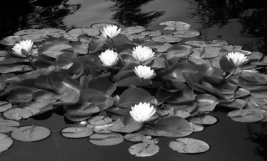 Infrared - Water Lilies 03 Photograph by Pamela Critchlow