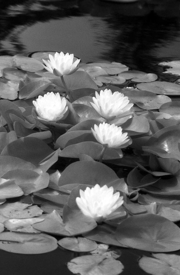 Infrared - Water Lilies 04 Photograph by Pamela Critchlow