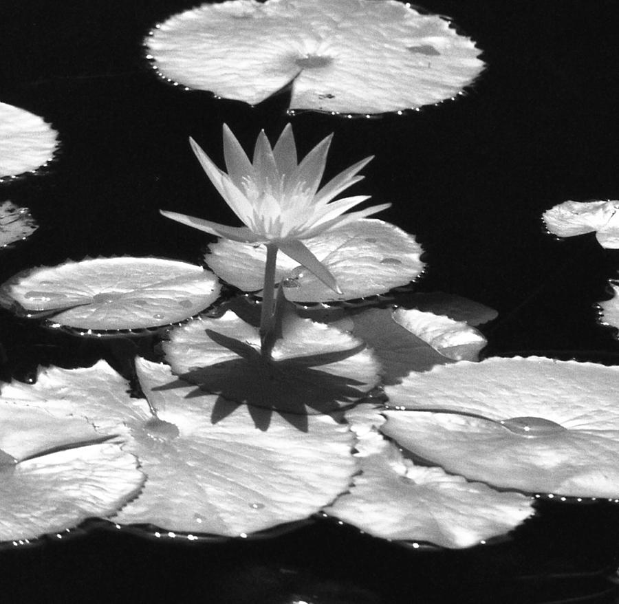 Infrared - Water Lily 02 Photograph