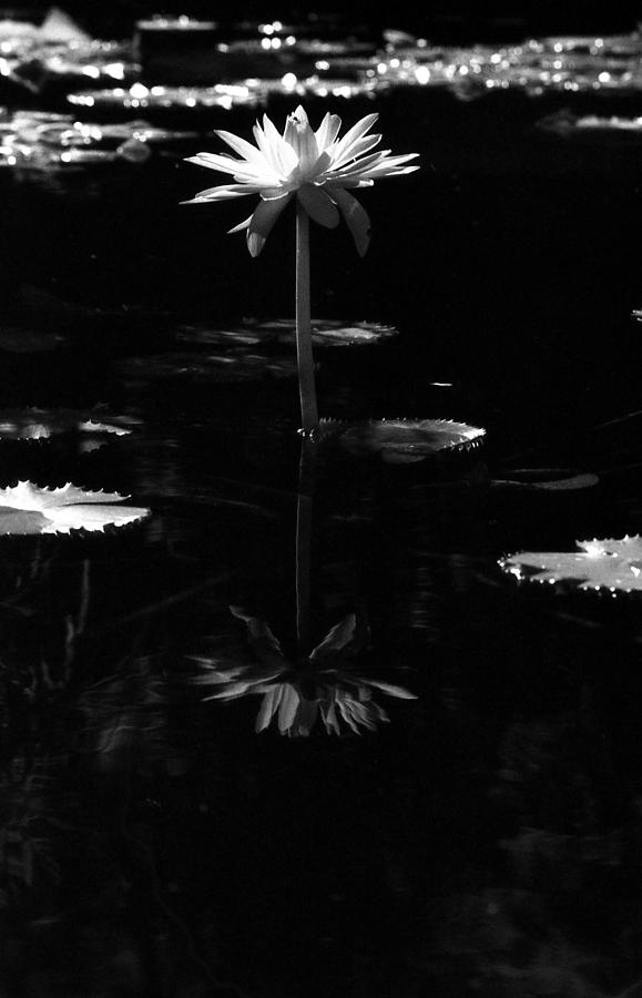 Infrared - Water Lily 03 Photograph by Pamela Critchlow