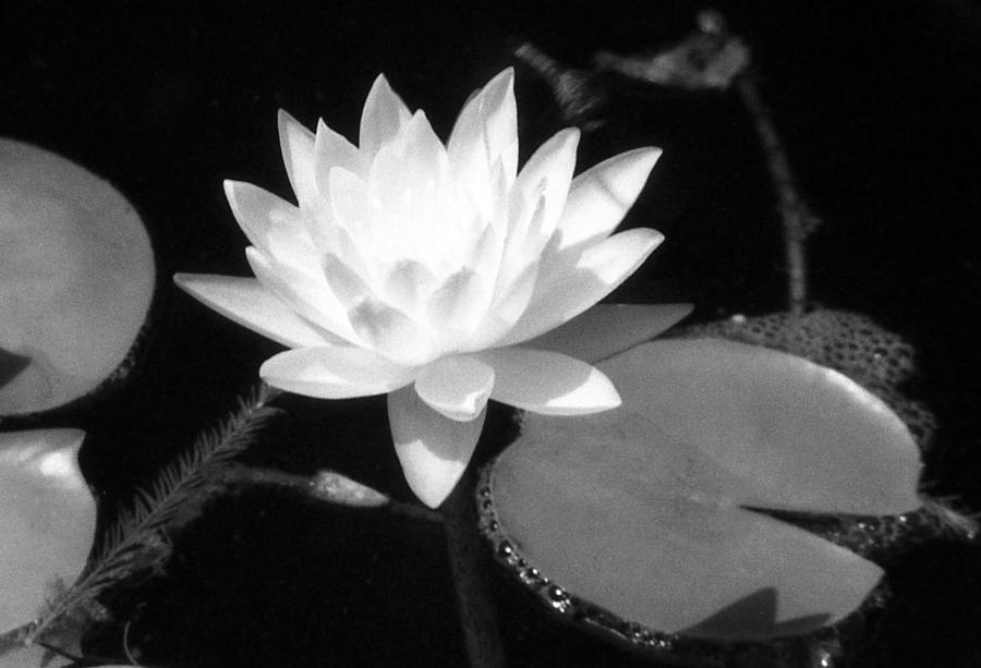 Infrared - Water Lily 05 Photograph by Pamela Critchlow