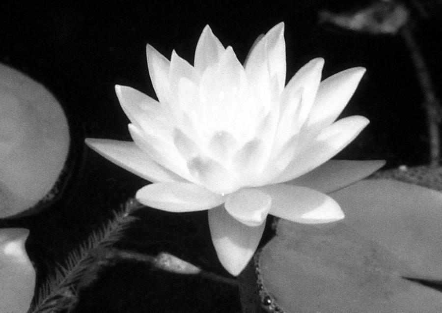 Infrared - Water Lily 06 Photograph by Pamela Critchlow