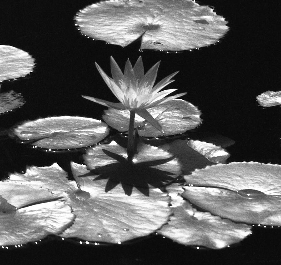 Infrared - Water Lily Photograph by Pamela Critchlow