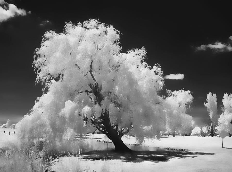 Infrared Willow Tree Study  Photograph by Richard Stedman