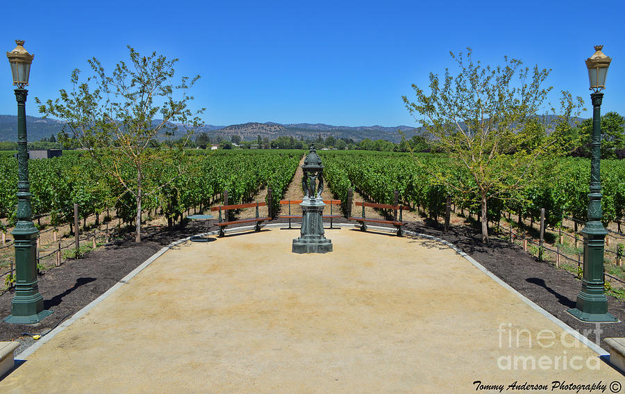 Wine Photograph - Inglenook Vineyard -3 by Tommy Anderson